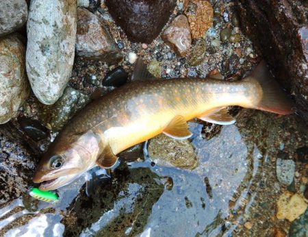 渇水→濁流 ～九頭竜川水系～